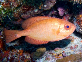 Bigeye IMG 3349